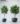 ต้นไทรใบสักปลอม Fiddle Leaf Fig Tree (งานสั่งทำ-Handcraft) (RFI39)