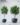 ต้นไทรใบสักปลอม Fiddle Leaf Fig Tree (งานสั่งทำ-Handcraft) (RFI39)