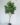 ต้นไทรใบสักปลอม Fiddle Leaf Fig Tree (งานสั่งทำ-Handcraft) (RFI39) (4)