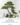 Artificial Bonsai Tree ต้นบอนไซประดิษฐ์