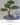 Artificial Bonsai Tree ต้นบอนไซประดิษฐ์ (1)