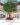 Large Artificial Tree ต้นแก้วเจ้าจอมประดิษฐ์