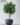 ต้นไทรใบสักปลอม Fiddle Leaf Fig Tree