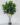 ต้นไทรใบสักปลอม Fiddle Leaf Fig Tree (3)