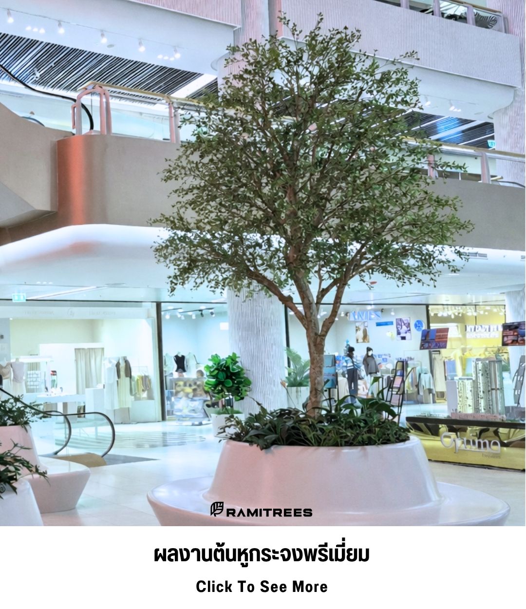 8ผลงานต้นหูกระจง