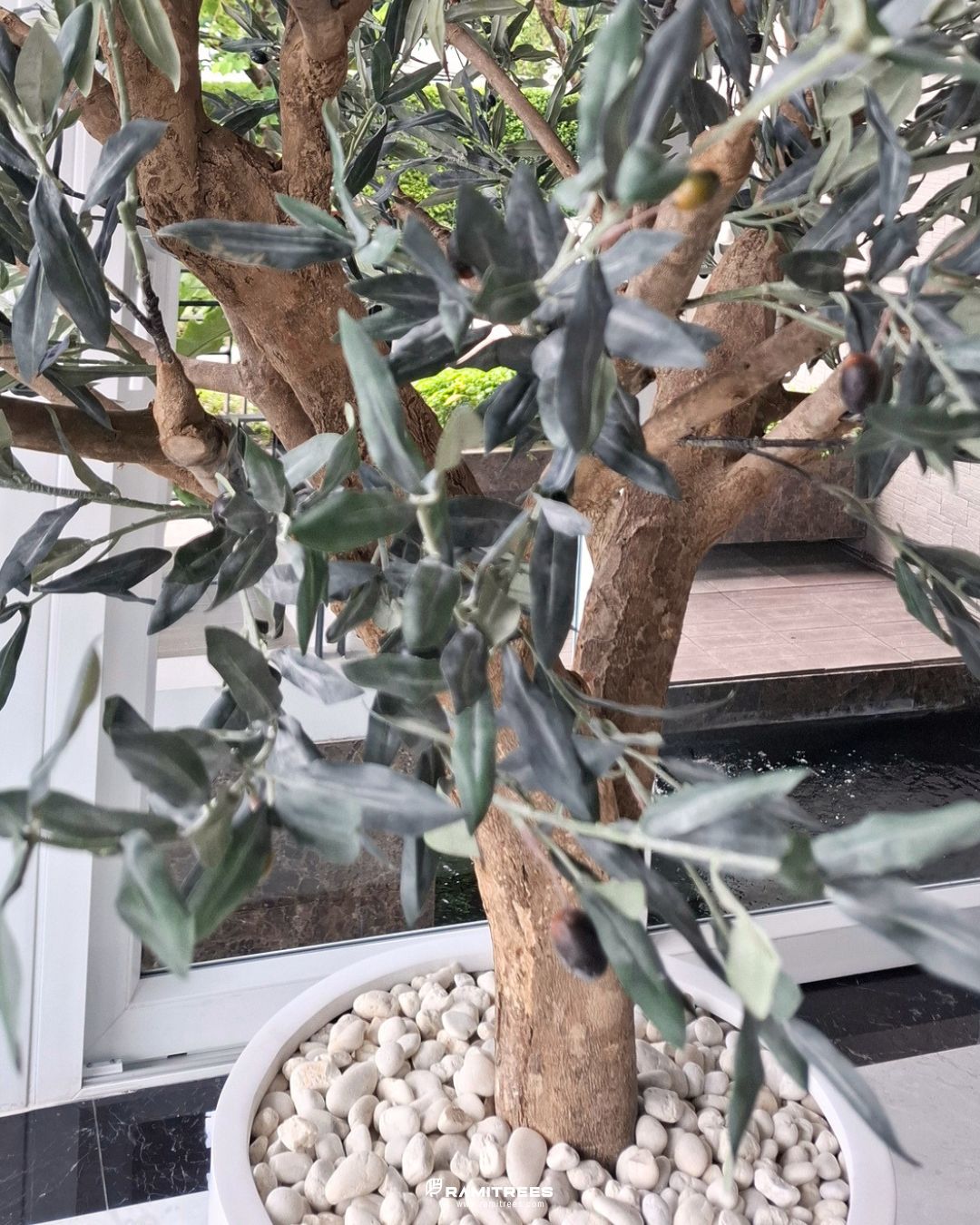 Artificial Olive Tree ต้นมะกอกโอลีฟประดิษฐ์ กระถางไฟเบอร์กลาส (4)