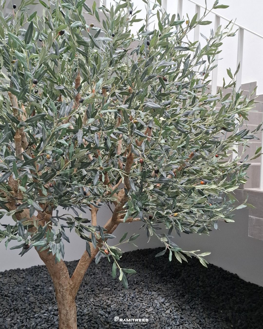 Artificial Olive Tree ต้นมะกอกโอลีฟประดิษฐ์สูง 2.5 เมตร (4)