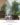 Indoor Landscape Project ต้นหูกระจงขนาดใหญ่