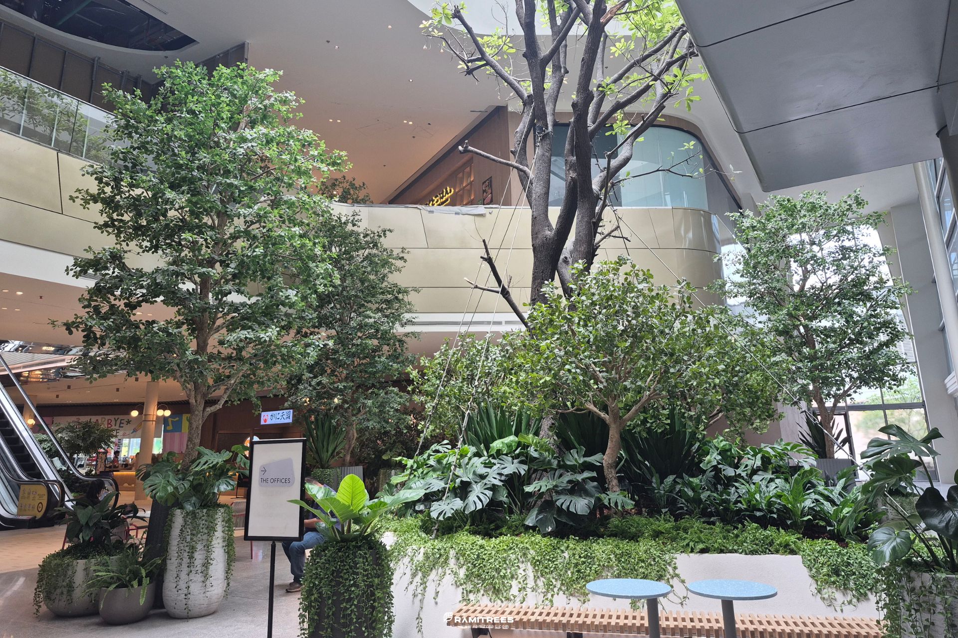 Indoor Landscape Project ต้นหูกระจงขนาดใหญ่ แต่งพื้นที่ศูนย์การค้า
