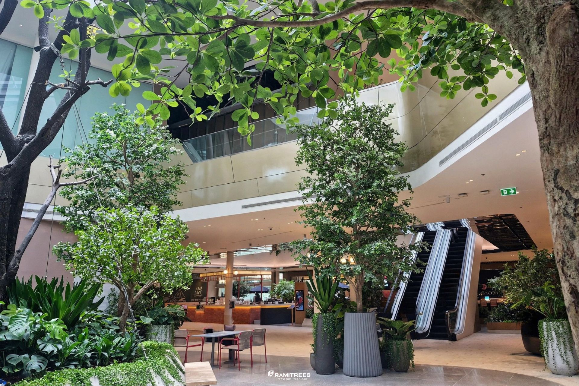Indoor Landscape Project ต้นหูกระจงขนาดใหญ่ แต่งพื้นที่ศูนย์การค้า (2)