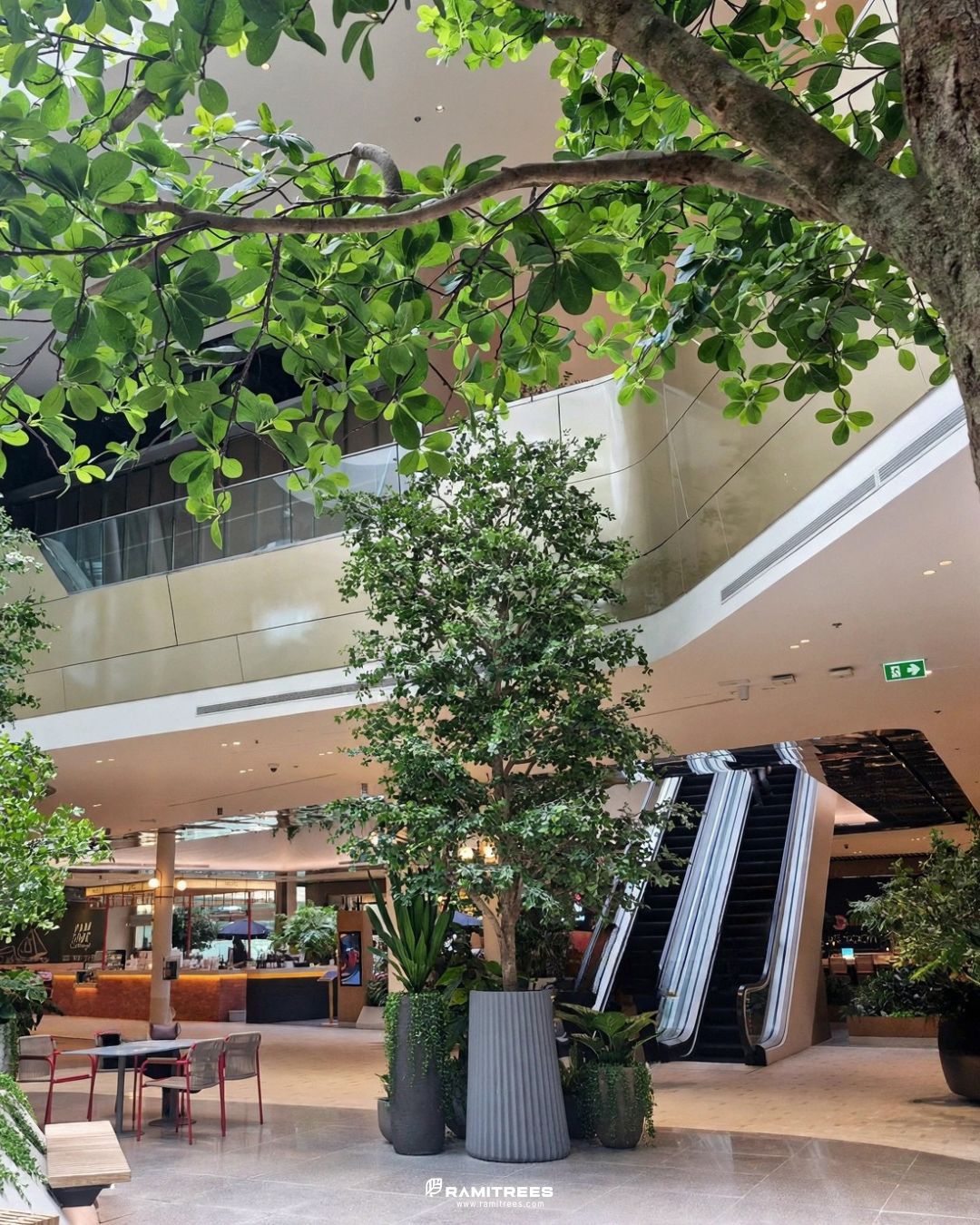 Indoor Landscape Project ต้นหูกระจงขนาดใหญ่ แต่งพื้นที่ศูนย์การค้า (3)