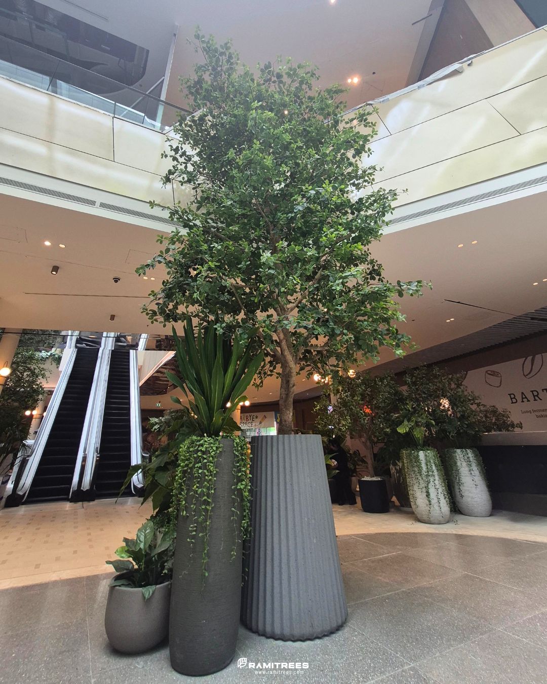 Indoor Landscape Project ต้นหูกระจงขนาดใหญ่ แต่งพื้นที่ศูนย์การค้า (5)
