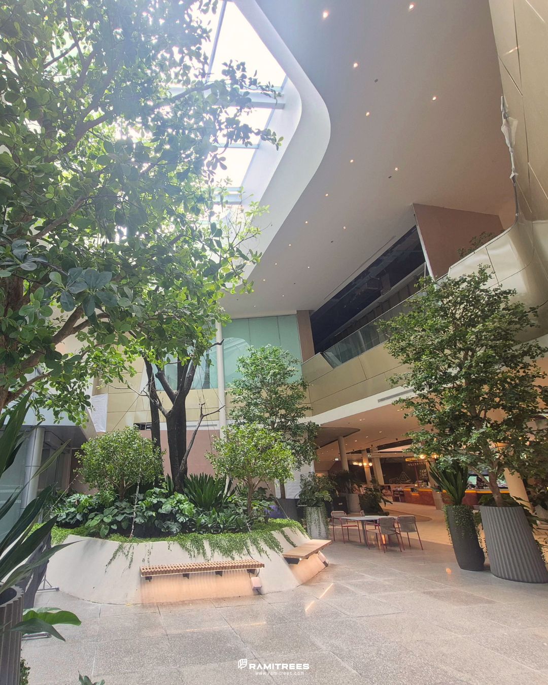 Indoor Landscape Project ต้นหูกระจงขนาดใหญ่ แต่งพื้นที่ศูนย์การค้า (6)