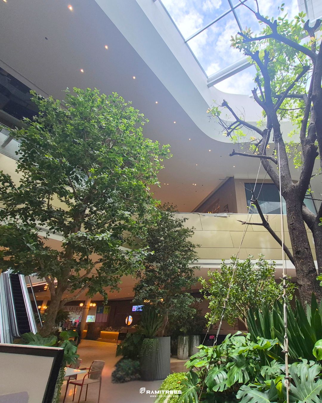 Indoor Landscape Project ต้นหูกระจงขนาดใหญ่ แต่งพื้นที่ศูนย์การค้า (7)