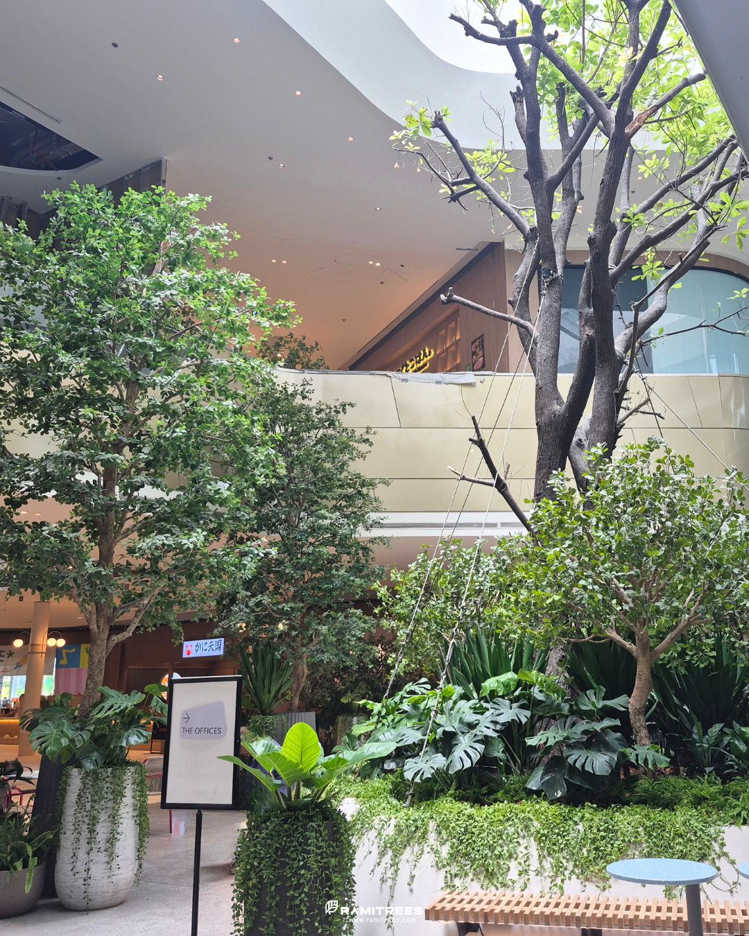 Indoor Landscape Project ต้นหูกระจงขนาดใหญ่ แต่งพื้นที่ศูนย์การค้า (8)