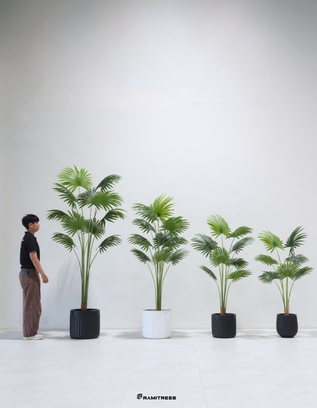 ต้นจั๋งญี่ปุ่น_เลดี้ปาล์ม Lady Palm Tree (2)