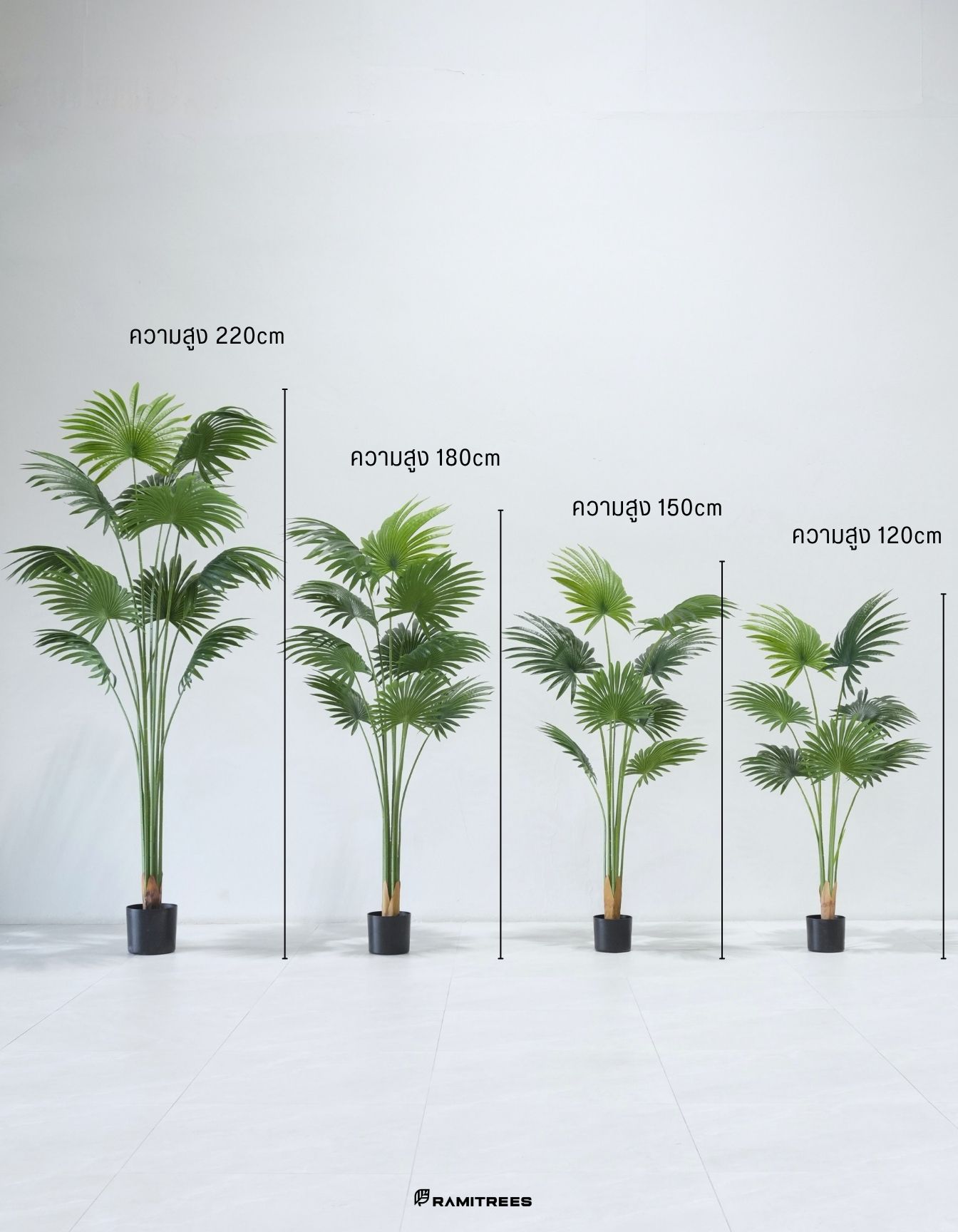 ต้นจั๋งญี่ปุ่น_เลดี้ปาล์ม Lady Palm Tree (3)