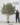 ต้นมะกอกโอลีฟ-Olive-Tree-ทรงกอ-งานสั่งทำ-Handcraft-RT123-01-1