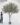 ต้นมะกอกโอลีฟ (Olive Tree) ทรงธรรมชาติ (งานสั่งทำ-Handcraft) (RT110) (5)