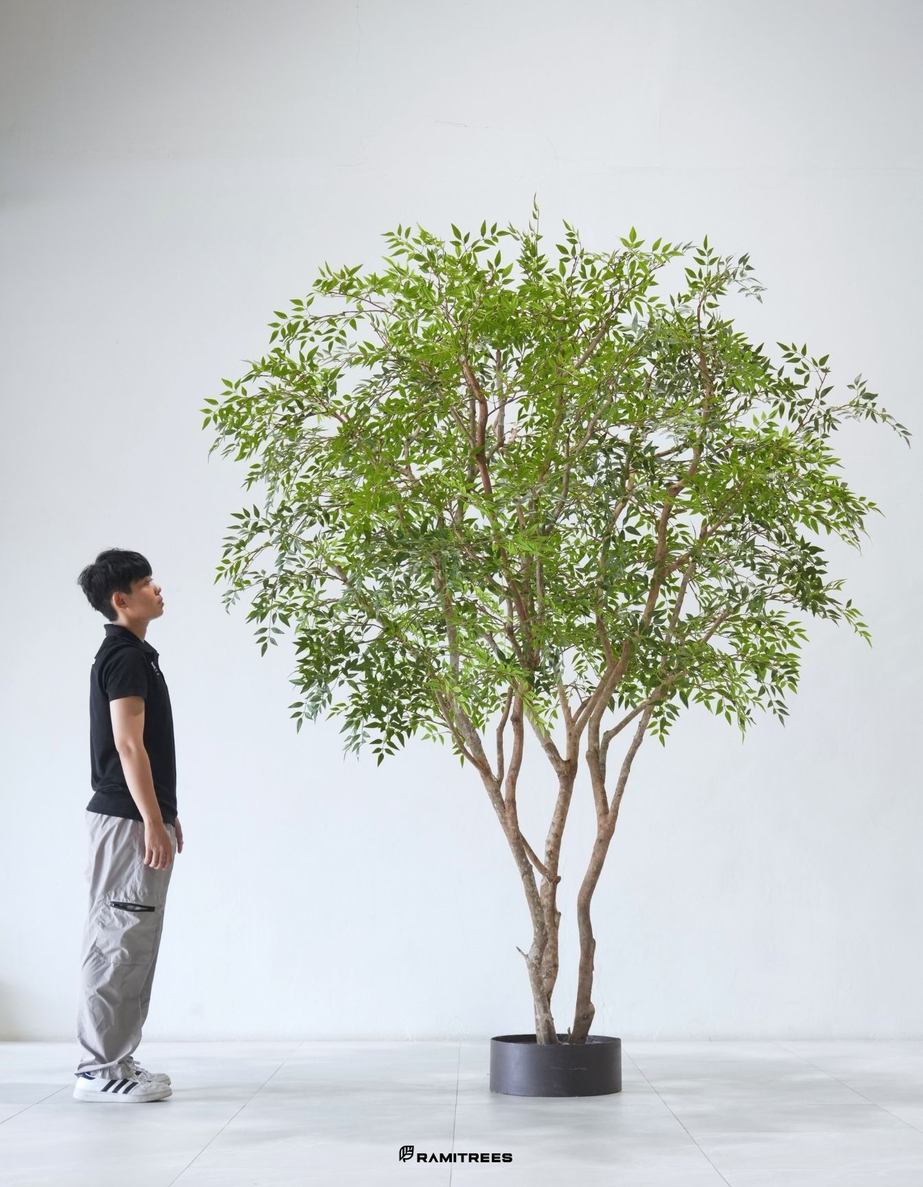 ต้นไผ่สวรรค์ Nandina domestica (2)