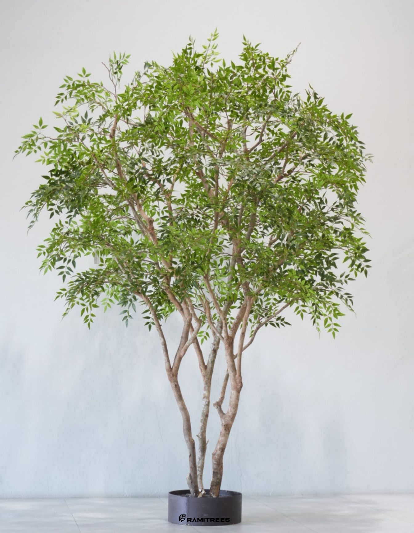 ต้นไผ่สวรรค์ Nandina domestica (4)